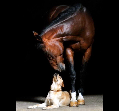 Dog and horse look in gat each other