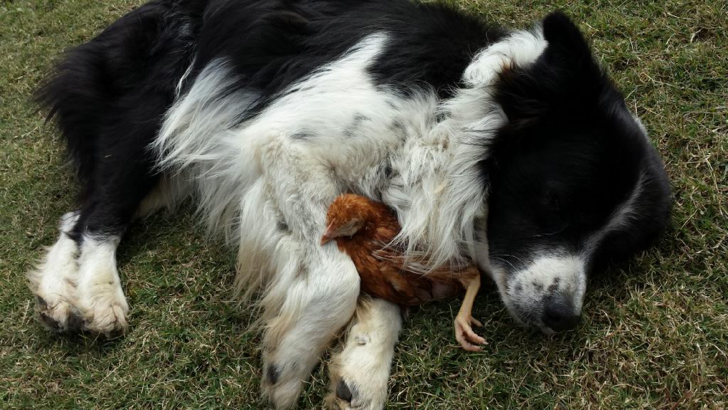 Dog sleeping with Hen