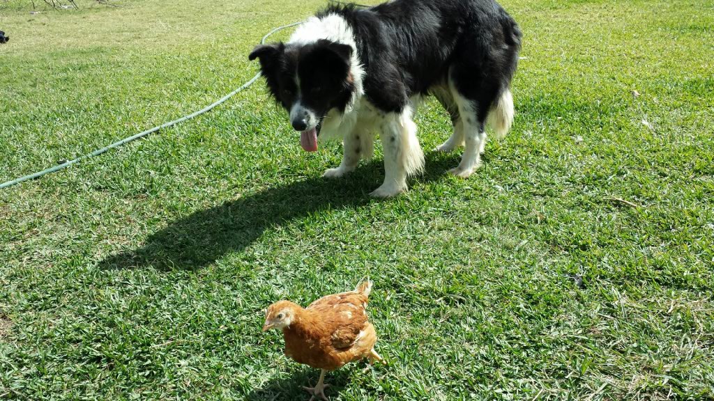 Dog playing with Hen