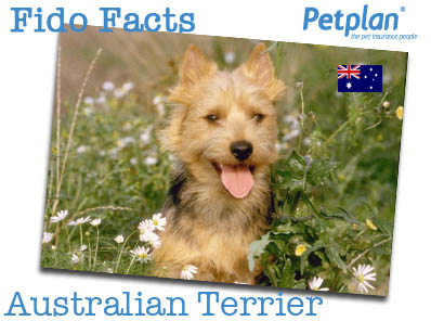 Fido Facts Aus Terrier