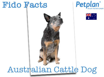 Fido Facts Australian Cattle Dog