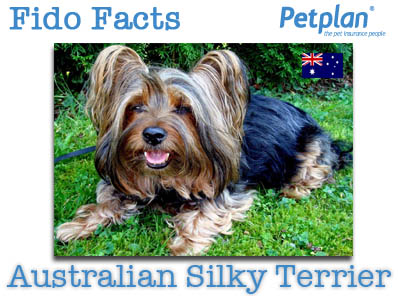 Fido Facts Australian Silky Terrier