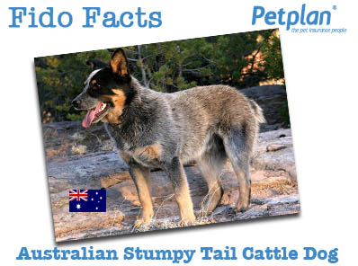 Fido Facts Australian Stumpy Tail
