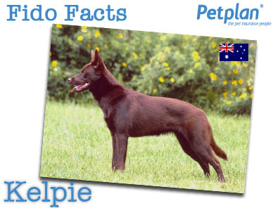 Fido Facts Kelpie