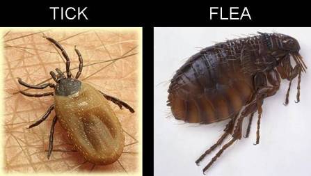 Tick Flea