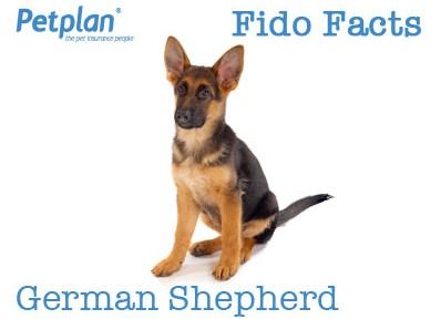 Fido Facts German Shepherd