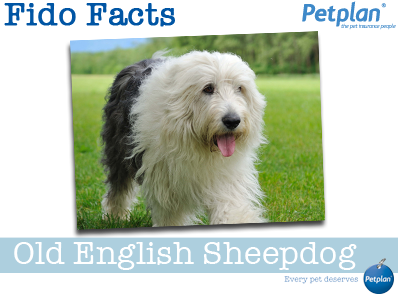 Fido Facts - Old English Sheepdog