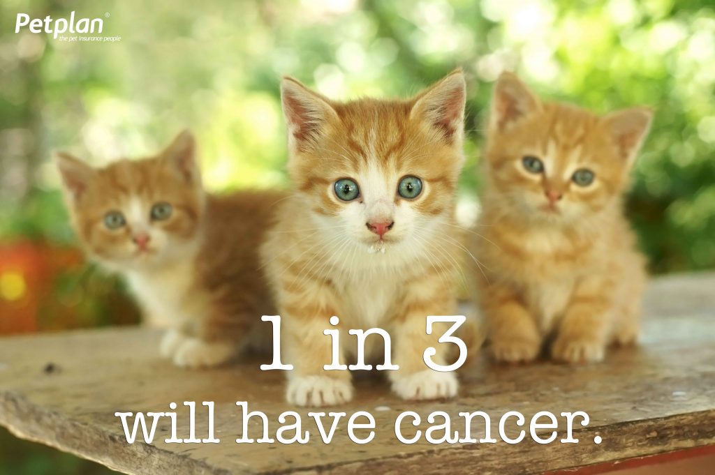 1 in 3 kittens cancer