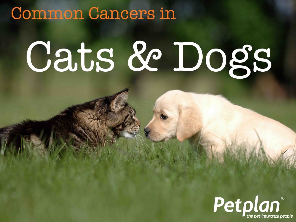 Common Cancers in Cats and Dogs