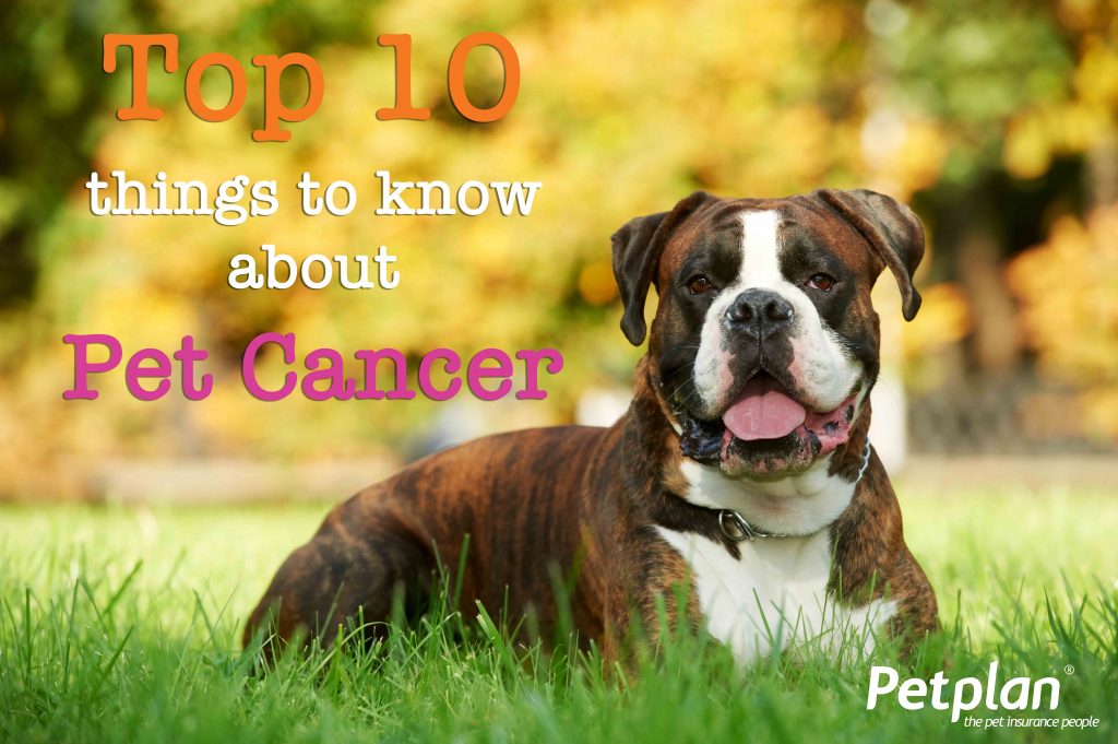 Top 10 Things to Know about Pet Cancer
