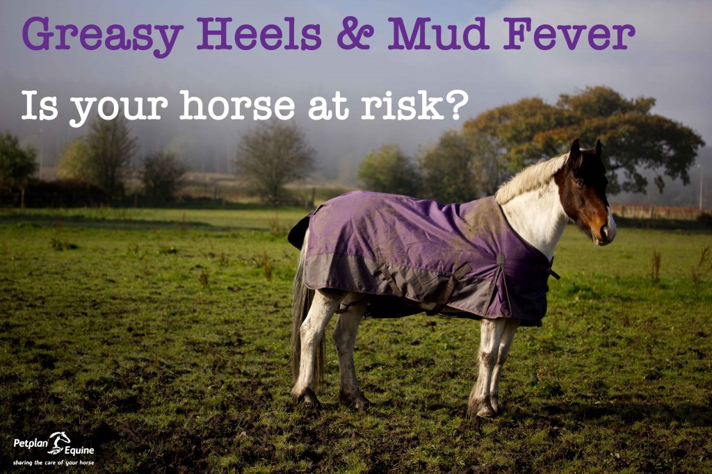 Greasy Heels and Mud Fever