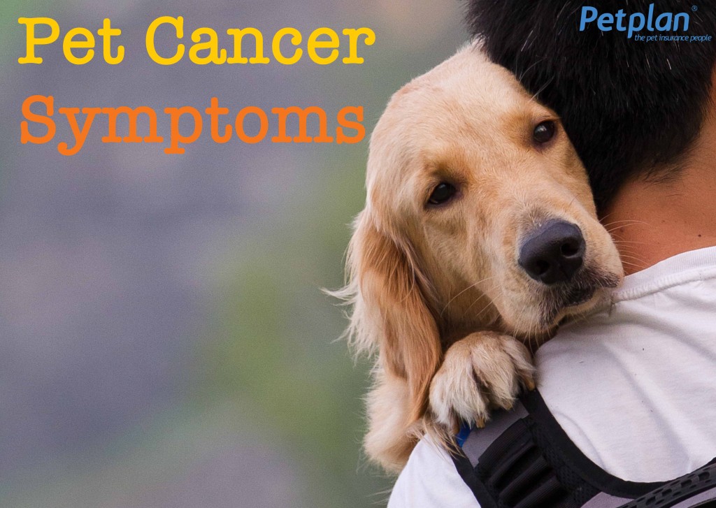 Pet Cancer Symptoms
