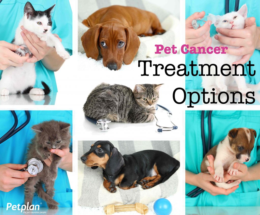 Pet Cancer Treatment Options