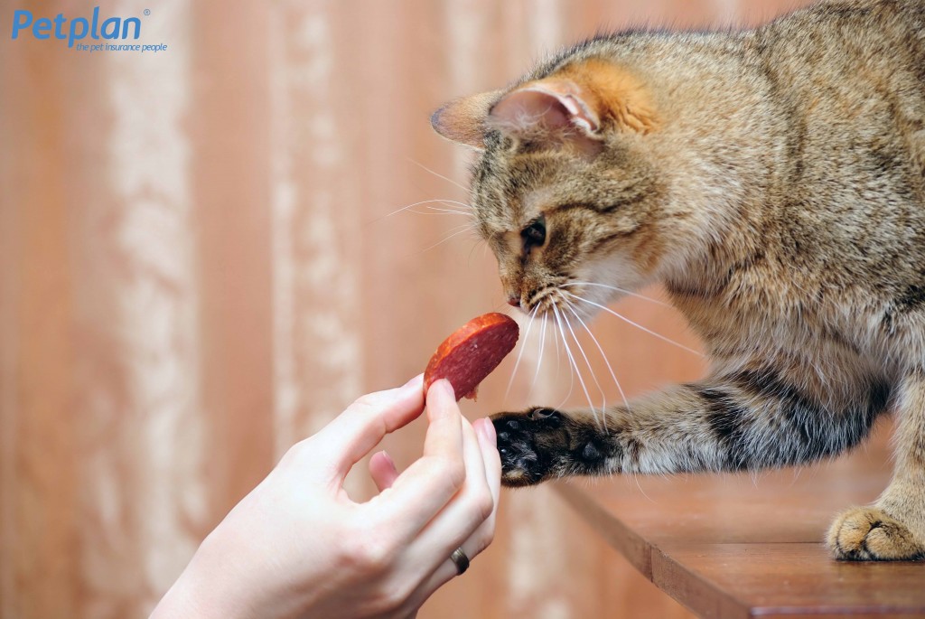 Cat with Salami REDUCED LOGO shutterstock_55917505