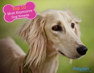 Most Expensive Breed Saluki