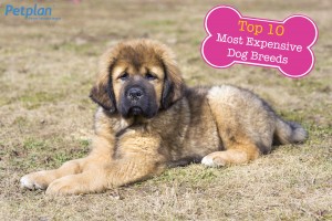 Most Expensive Breed Tibetan Mastiff