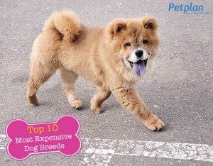 Most Expensive Dog Breed Chow Chow
