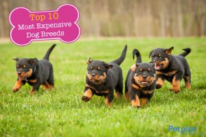 Most Expensive Dogs Rottweilers