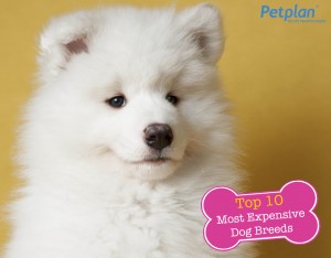 Top Expensive Dog Breed Samoyed