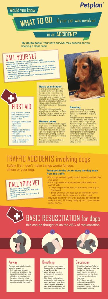 pet-insurance-australia-accident-infographic