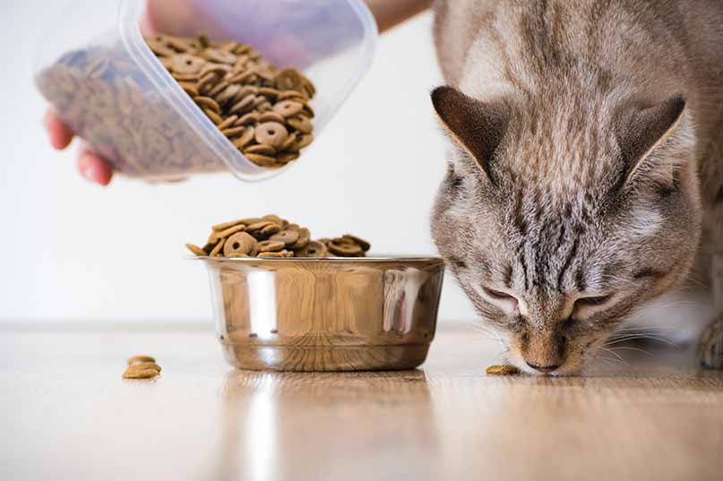 allergies in cats and dogs