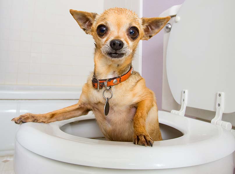 Pet Toileting Problems