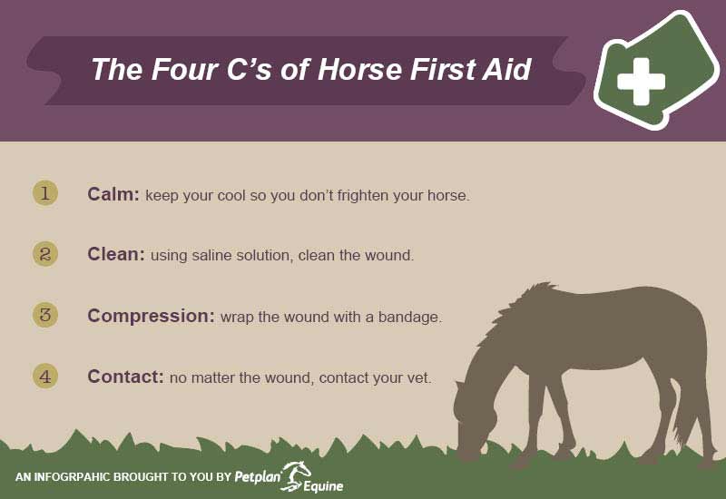Equine First Aid