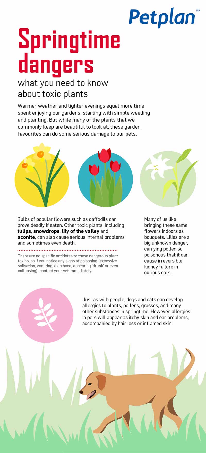 Toxic-Plants---Springtime-dangers-for-pets