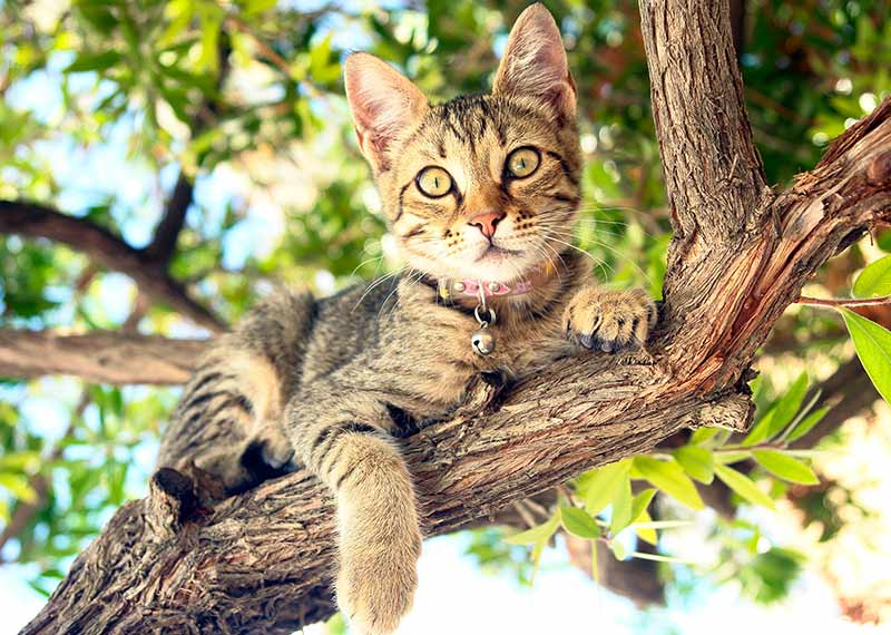 cat-climbing