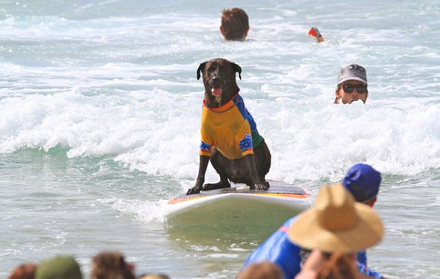 Aussie surfing dogs make a splash