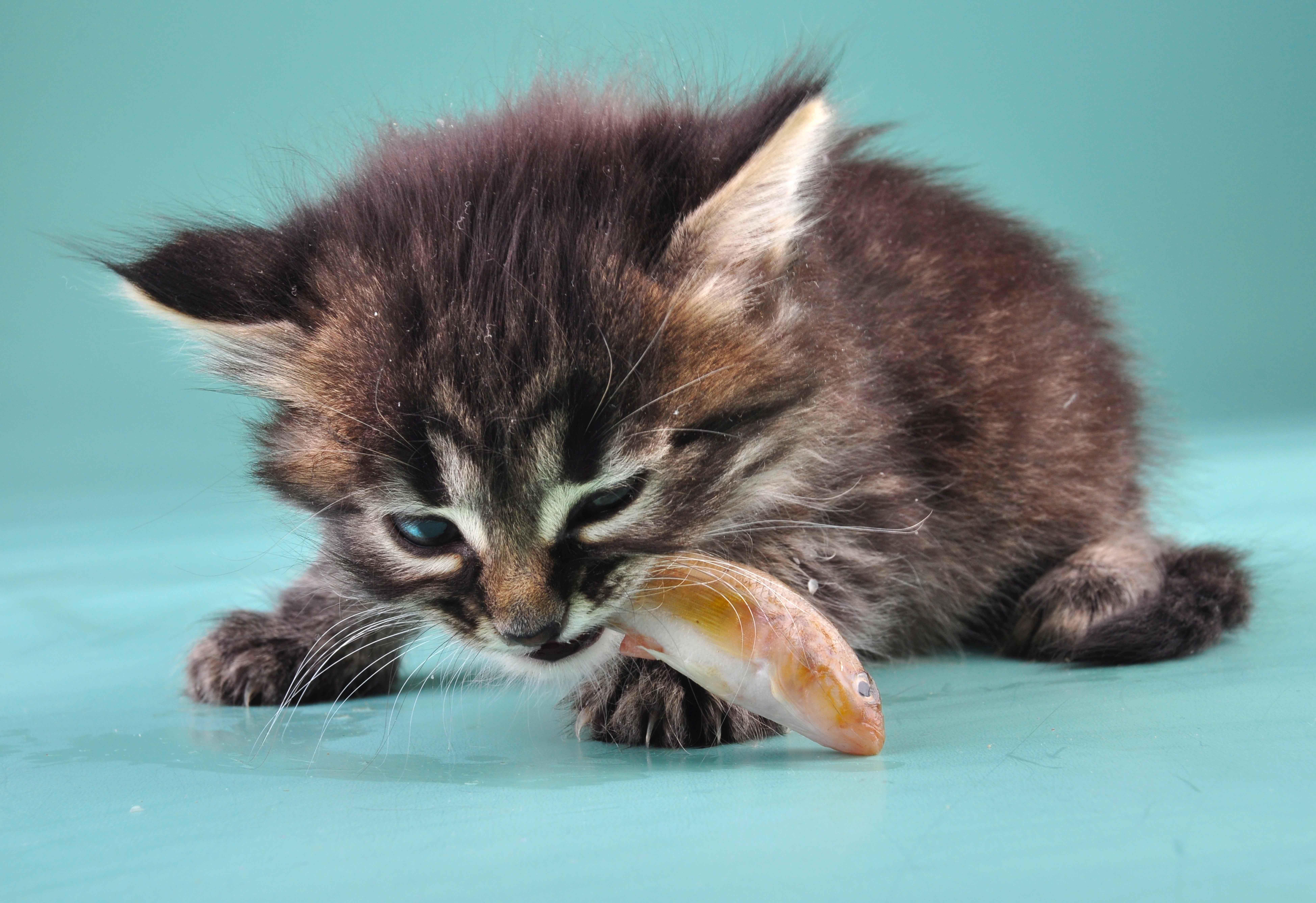 Vegan Diet Nearly Kills Kitten