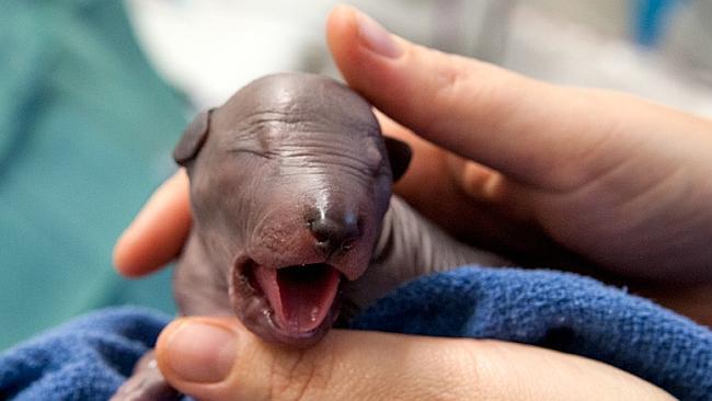First Time Rare Xolo Pup Born In Australia