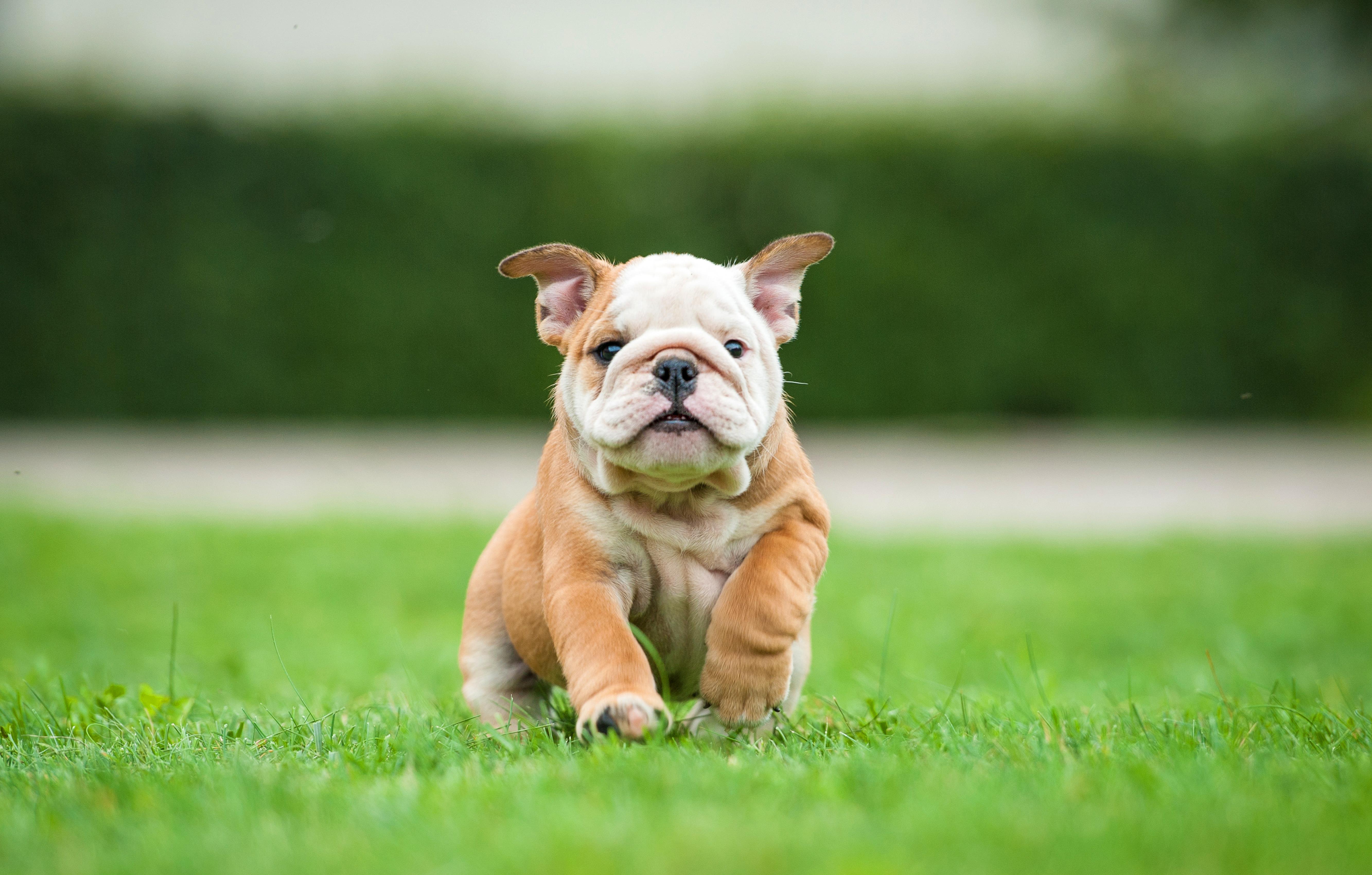 Why is your dog scratching excessively?