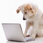 pet insurance cat insurance dog insurance petplan dog computer