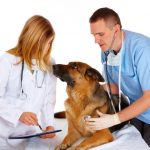 Vet Treating Dog with Nurse PPPRO