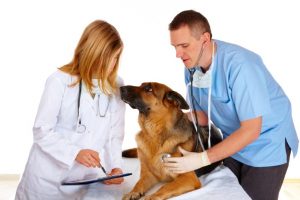 Vet Treating Dog with Nurse PPPRO