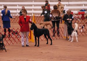 show ring