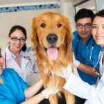 Dog with vet staff