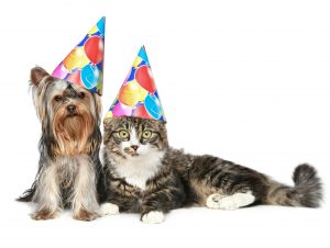 Yorkshire terrier and a Norwegian forest cat in festive cones re