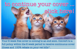 6WF Continue Cover Kitten