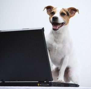 Dog on Computer Petplan