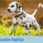 Pets and Snake Safety