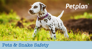 Pets and Snake Safety