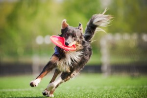Dog Frisbee Pet Insurance