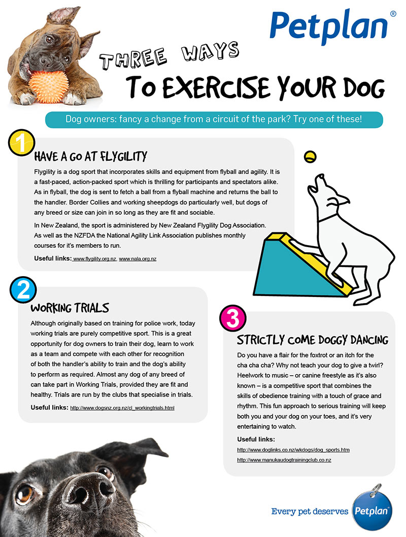 Sports for your dog Petplan Blog